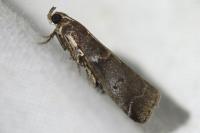 Acrobasis suavella