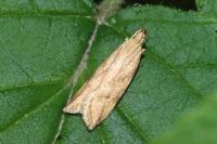 Orophia ferrugella