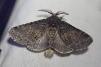 Gluphisia crenata