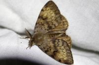 Lymantria dispar