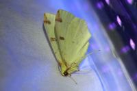 Opisthograptis luteolata