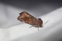 Cosmia pyralina
