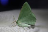 Geometra papilionaria