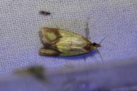 Agapeta zoegana