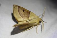 Crocallis elinguaria