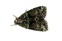Cryphia algae