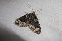 Ecliptopera silaceata