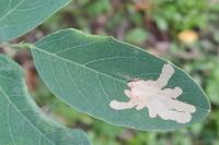 Parectopa robiniella