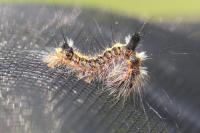 Acronicta psi