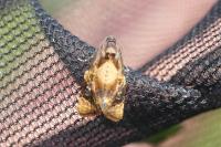 Ditula angustiorana