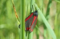 Tyria jacobaeae