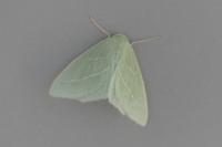 Hemistola chrysoprasaria