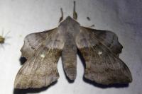 Laothoe populi