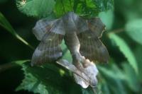 Laothoe populi