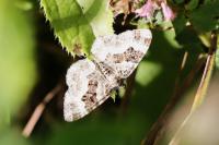 Epirrhoe alternata