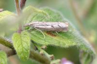 Agriphila geniculea