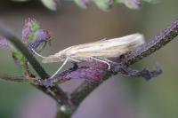 Agriphila tristella