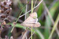 Nomophila noctuella