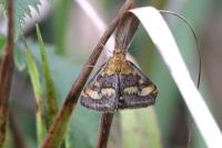 Pyrausta purpuralis