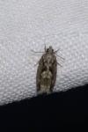 Zeiraphera isertana