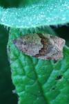 Syndemis musculana