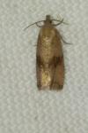 Celypha striana