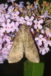 Peridroma saucia