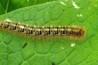 Lasiocampa quercus quercus