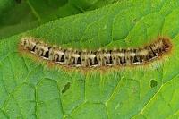 Lasiocampa quercus quercus