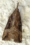 Hypena rostralis