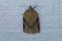 Clepsis spectrana