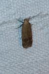 Pexicopia malvella
