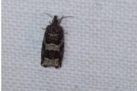 Ancylis achatana