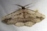 Menophra abruptaria