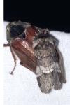 Drymonia dodonaea