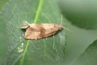 Celypha striana