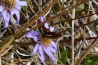 Pyrausta obfuscata