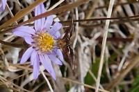 Pyrausta obfuscata
