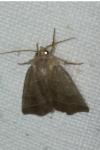Ipimorpha retusa