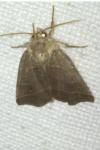 Ipimorpha retusa