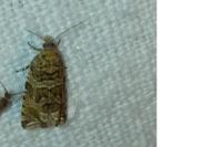 Celypha rivulana