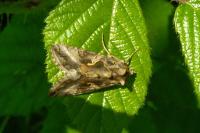 Autographa gamma