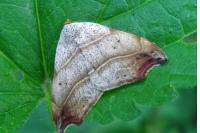 Laspeyria flexula