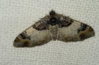 Catarhoe cuculata
