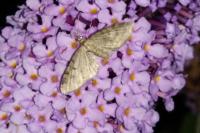 Eupithecia virgaureata