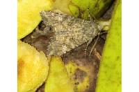 Mamestra brassicae