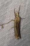 Ancylolomia tentaculella