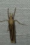 Ancylolomia tentaculella