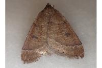 Theria primaria