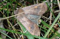 Eupsilia transversa